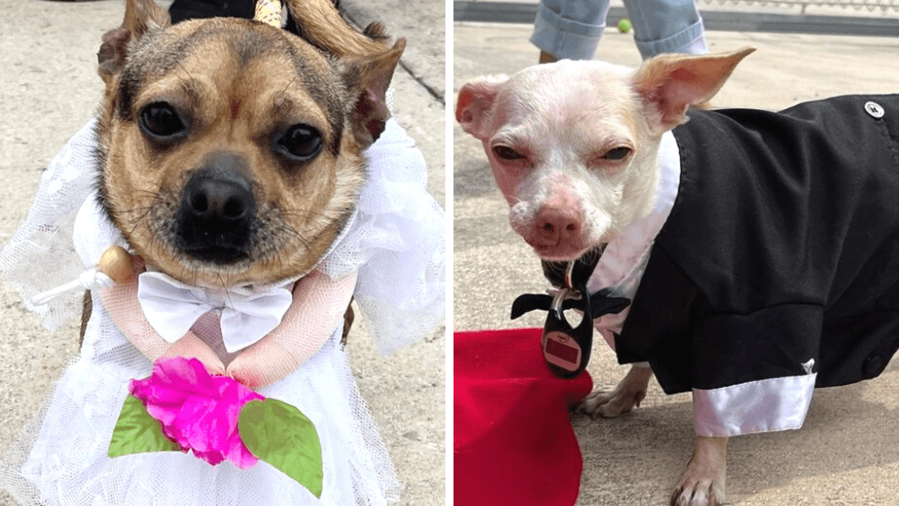 Así se vistieron los perritos para su especial día