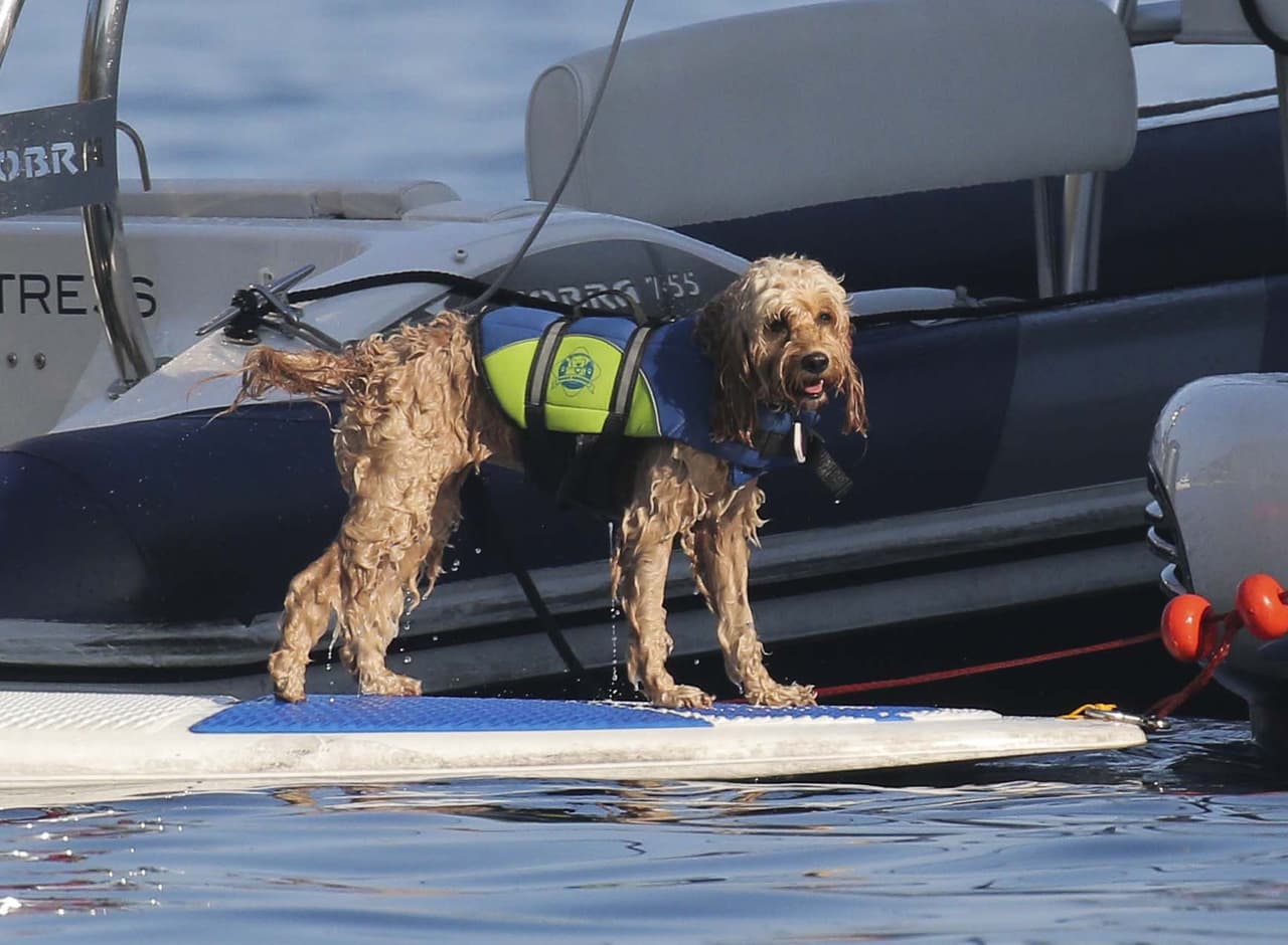Hasta su mascota la está pasando de lo mejor.