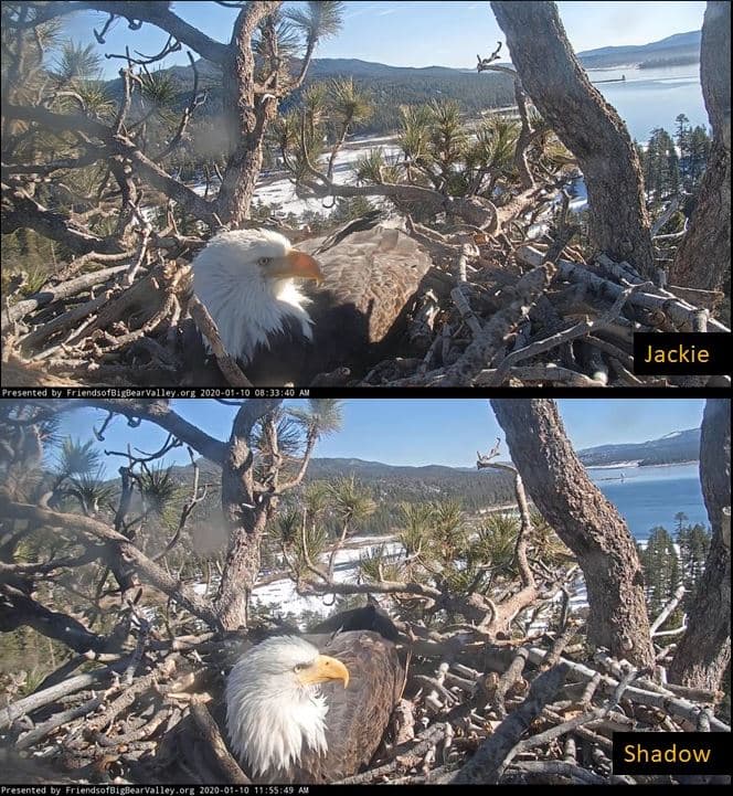 Pueden notar diferencias en sus tamaños. Jackie es mucho más grande que Shadow.