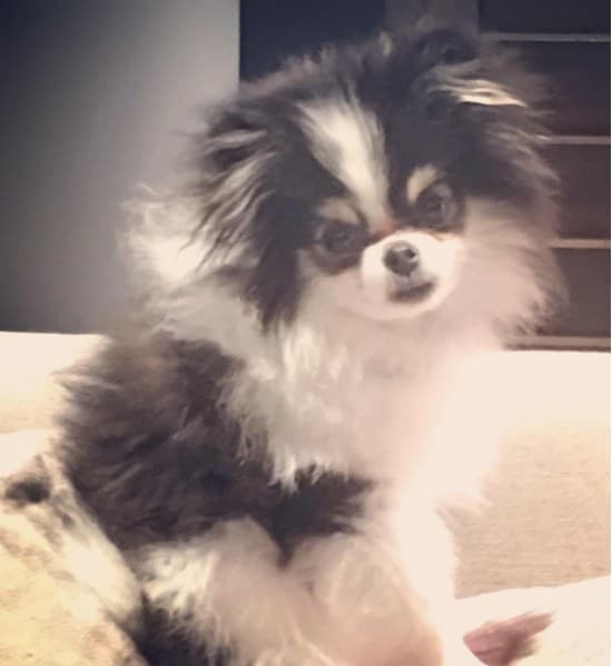 Este pequeño melenudo es la nueva mascota de Galilea Montijo.