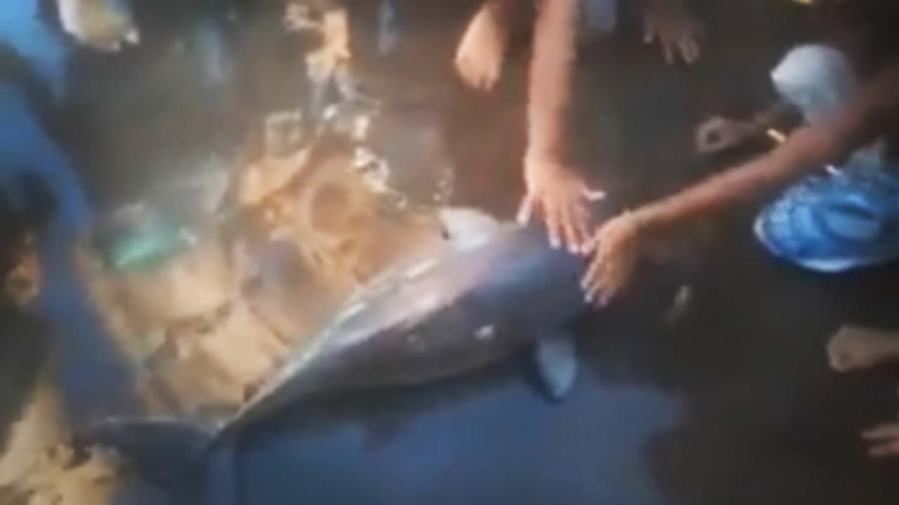 ¿Selfies que matan delfines?