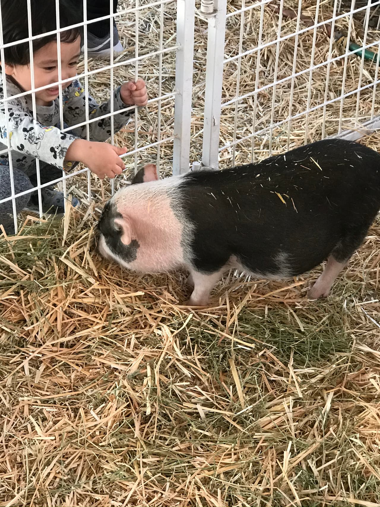 En la granja también hay pequeños cerditos con los que tus niños podrán interactuar.