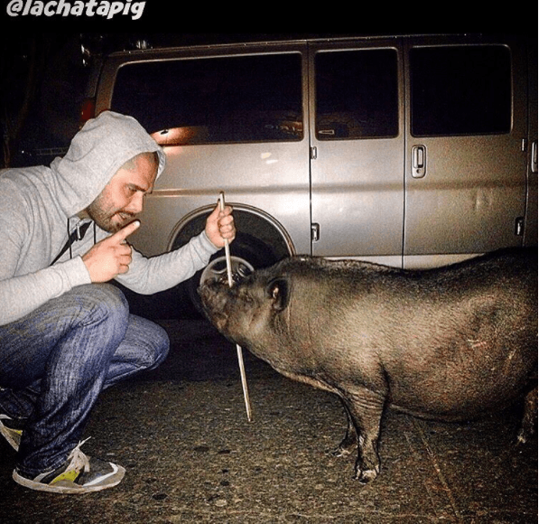 El dueño de La Chata también ha comentado que tener un cerdito por mascota no es nada común.