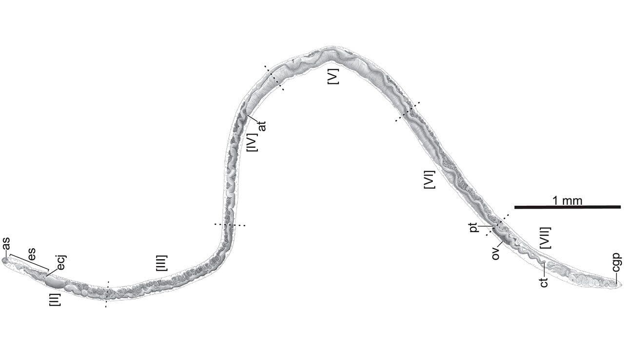 <i>Baracktrema obamai, </i>un parásito de Malasia que es tan delgado como un cabello humano y vive en la sangre y pulmones de las tortugas marinas, donde pone sus huevos. Fue descubierto en 2016 por Thomas Platt, un biólogo del Colegio Santa María en Notre Dame, Indiana. Platt asegura que es un cumplido, porque se trata de un organismo largo, ágil y resistente.