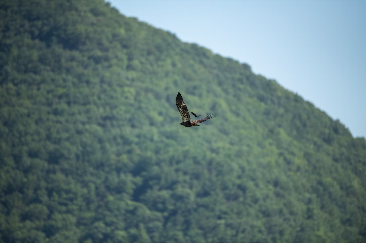 <a href="https://www.dcnr.pa.gov/StateParks/FindAPark/LittlePineStatePark/Pages/default.aspx"><b>Little Pine State Park</b></a>. Si bien Little Pine State Park tiene excelentes opciones para acampar, las águilas calvas, los pájaros cantores, las garzas y las nutrias que anidan son las verdaderas estrellas del parque, junto con la excelente observación de la vida silvestre durante la migración de otoño. El parque de 2,158 acres está rodeado por una hermosa sección montañosa del bosque estatal de Tiadaghton y ofrece vistas únicas a lo largo de millas de senderos para caminatas.
<br>
<br>
<a href="https://goo.gl/maps/wWNQnT1GypU13sus9"><b>Cómo llegar</b></a>