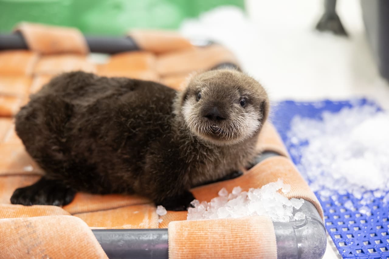 Luna, como las demás nutrias marinas, tiene una espesa capa de pelaje. Un millón de hebras de cabello por cada pulgadas cuadradas.