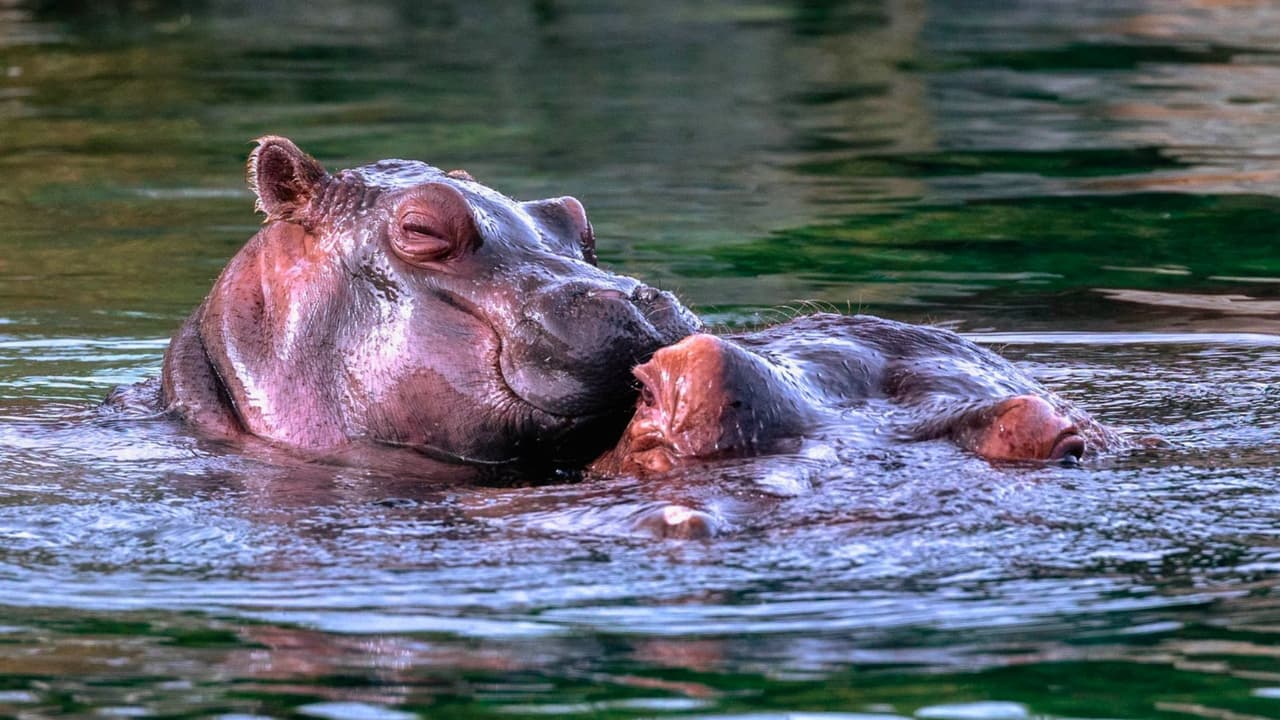 Dallas Zoo Lights es e
<b>l plan perfecto para disfrutar en familia estas fiestas</b>, creando recuerdos inolvidables en un entorno único. Para más información y boletos, visita
<a href="https://www.dallaszoo.com/" target="_blank">DallasZoo.com </a>