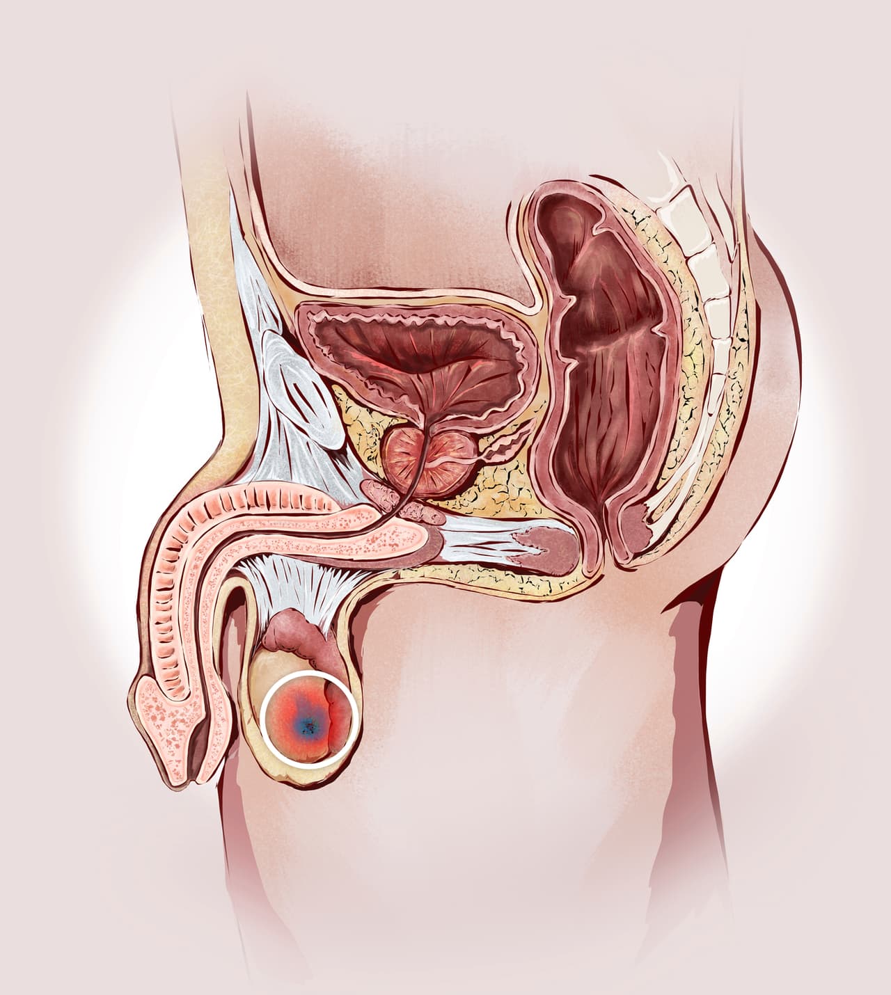 En el pasado, se aconsejaba que los hombres se hicieran el examen a partir de los 40 años, pero esas directrices cambiaron en 2008 y nuevamente en 2012.