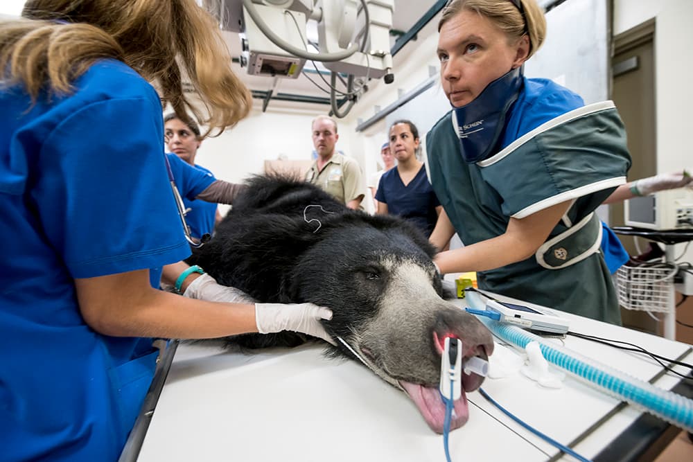 "Hank", un oso bezudo de 6 años y 258 libras lo trasladaron al Hospital de Animales del zoológico de Miami para realizarle un examen físico general y una endoscopia.