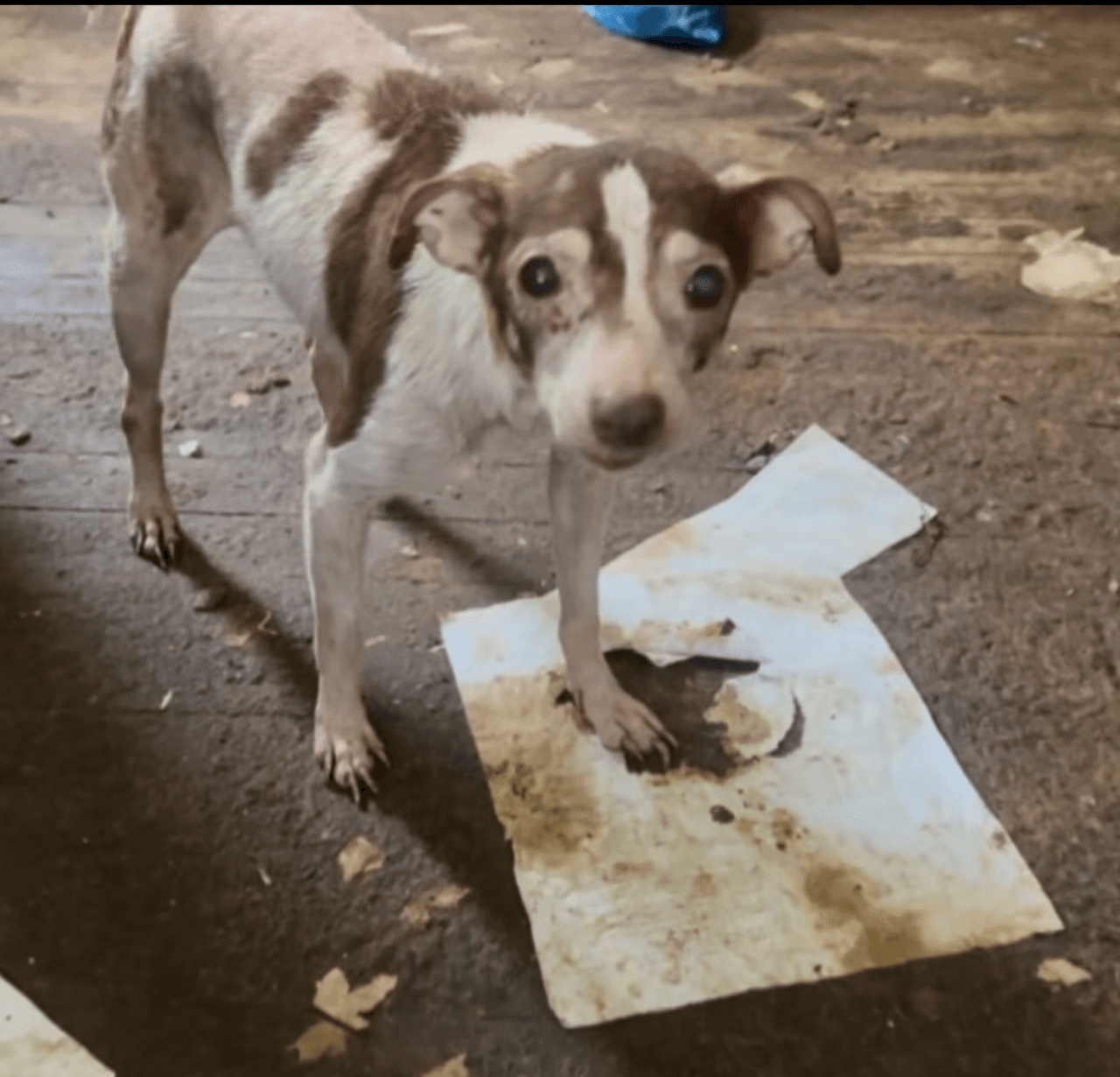 Dentro de la casa, 
<b>rescataron a nueve gatos que estaban confinados en jaulas de alambre cubiertas de orina y heces, apiladas en tres niveles, sin comida, agua ni higiene adecuadas</b>. Trágicamente, también se encontraron seis gatos muertos en la propiedad. 
<br>