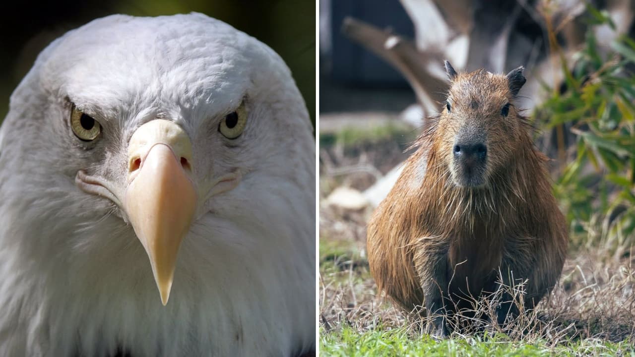 <h3 class="cms-H3-H3">Calor, multitudes y otros detalles</h3> Dollar Days se encuentra entre las jornadas con mayor asistencia del zoológico, 
<b>por lo que pueden registrarse filas y demoras. </b>
<br>Se recomienda llevar protector solar y una botella reutilizable,
<b> dentro del parque hay estaciones para rellenar agua.</b>
<br>El espectáculo Wonders of the Wild 
<b>permanece suspendido desde el 20 de julio debido a trabajos en el escenario.</b>
<br>Para preguntas sobre boletos o cambios antes de la visita, 
<b>las familias pueden llamar al 469-554-7501. </b>