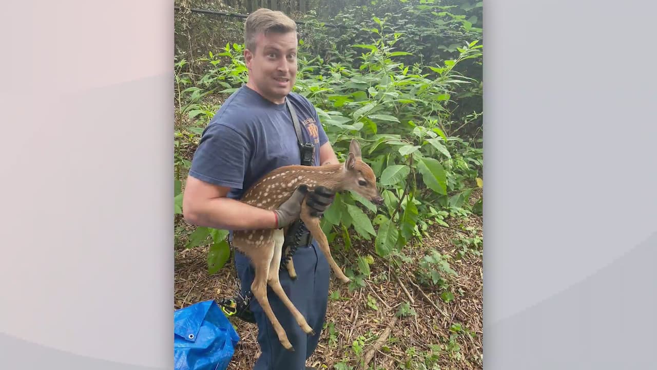 ¿Bambi? Policías rescatan a cervatillo de un estanque en Roswell