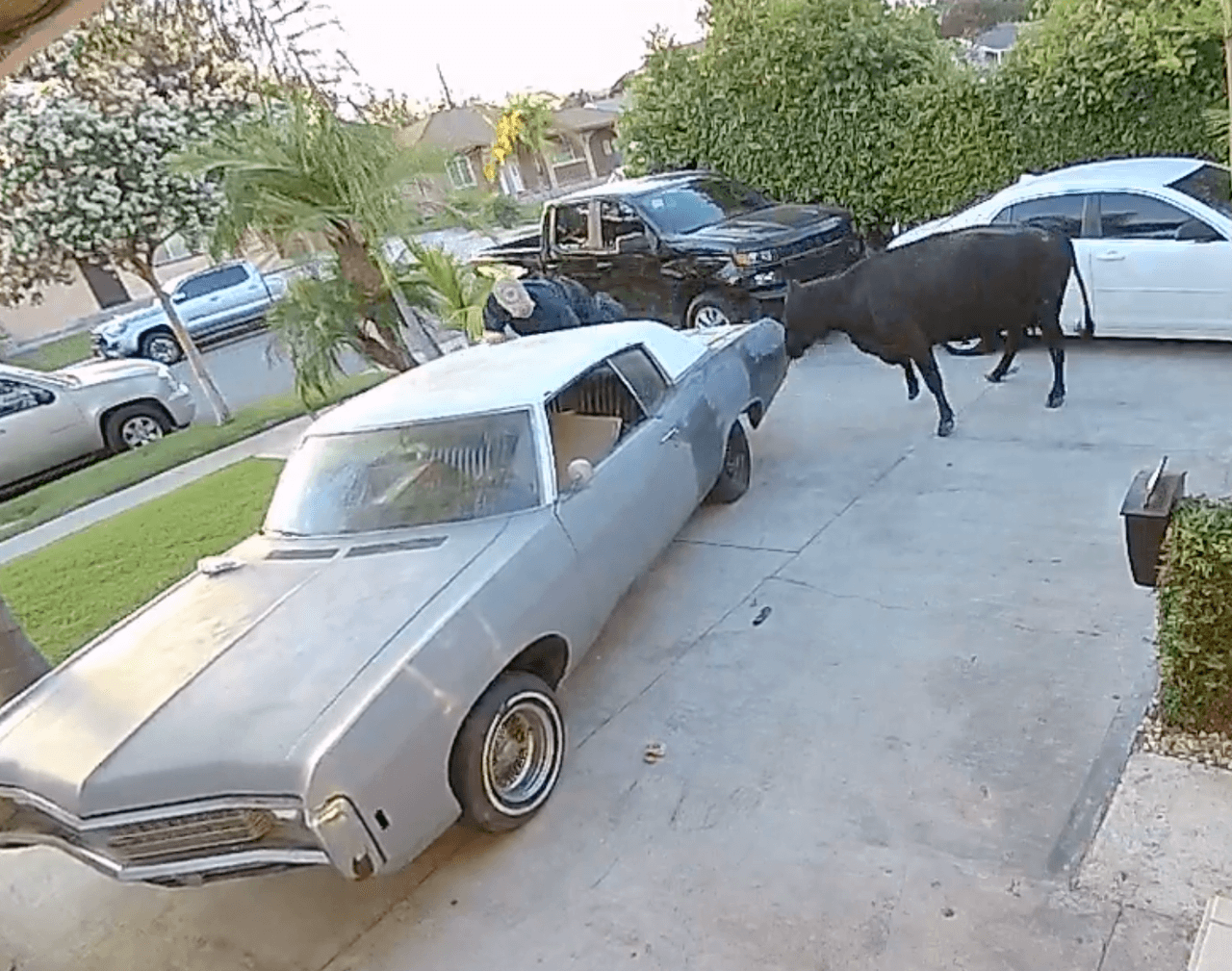 El caos generado por el ganado requirió la ayuda de ganaderos profesionales, quienes con lazos y cuerdas ayudaron a acorralar a los animales, para devolverlo a la planta en remolques.