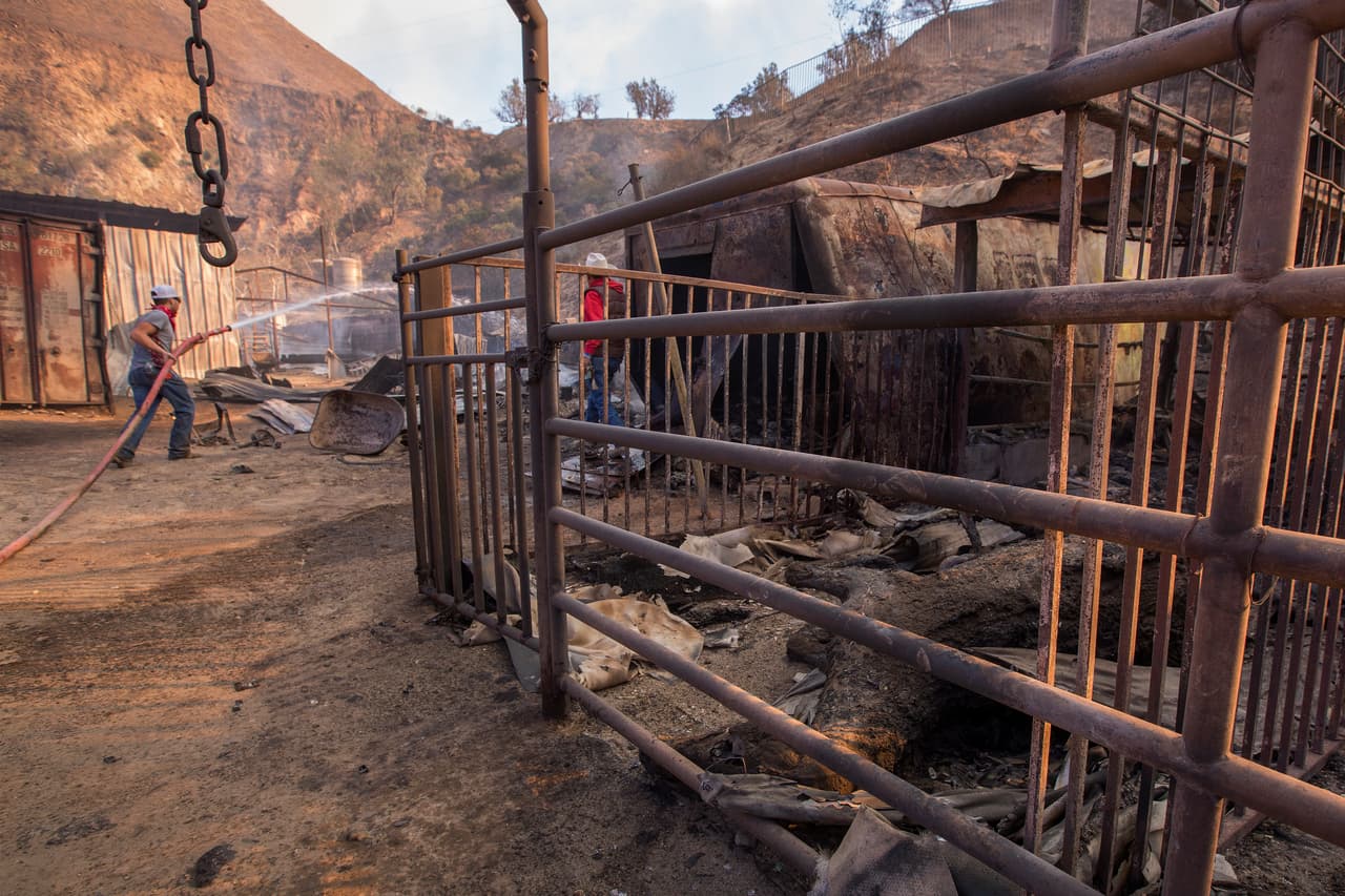 Anthony Martin apaga los remanentes del fuego Creek que mató varios caballos y otros animales en el rancho Padilla en Sylmar, California, a principios de diciembre de 2017.