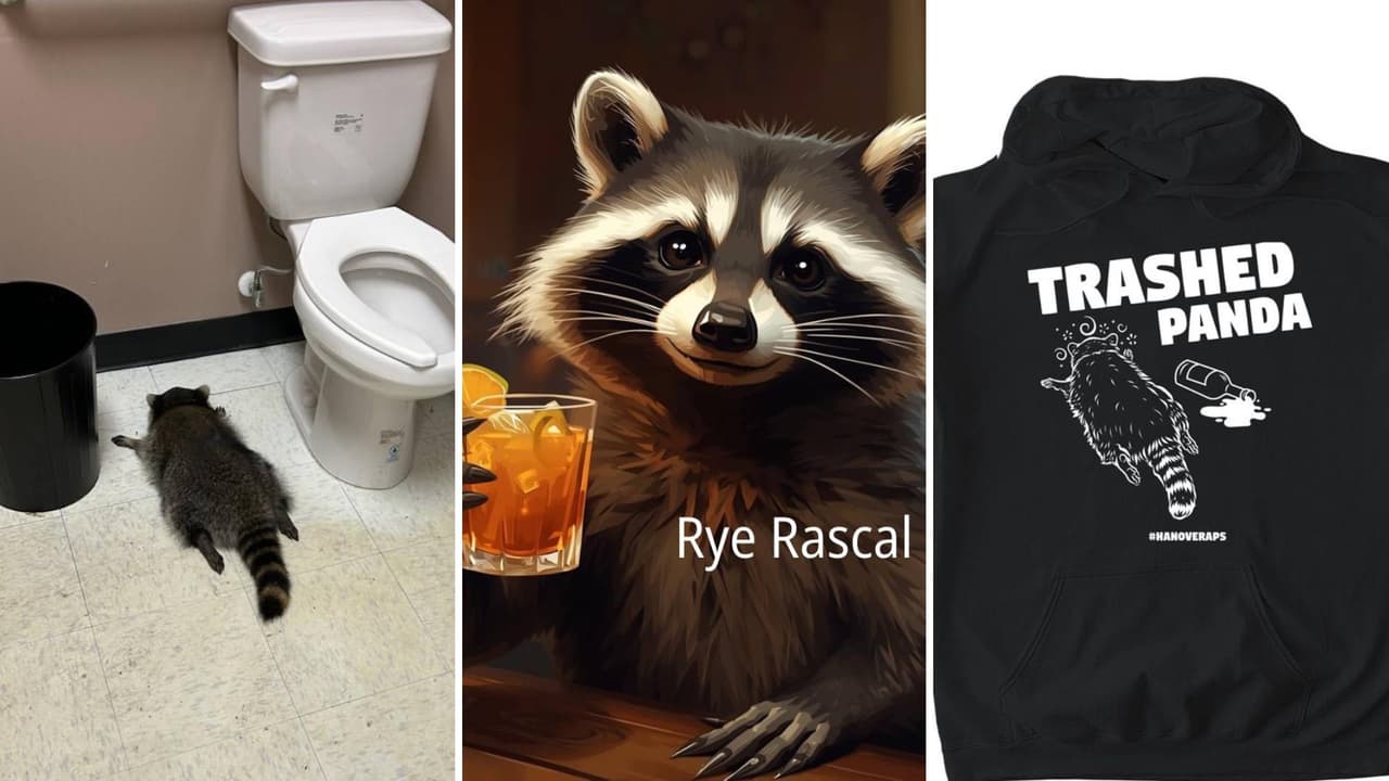 Destrozar una licorería fue solo el principio: La fama del mapache borracho que resultó reincidente