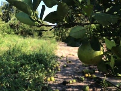 Hurricane Irma dealt Florida’s iconic crop a devastating blow, destroying nearly all the citrus in some groves and seriously damaging others. U.S. Senators Bill Nelson and Marco Rubio visited groves in Lake Wales and heard from growers (AP)