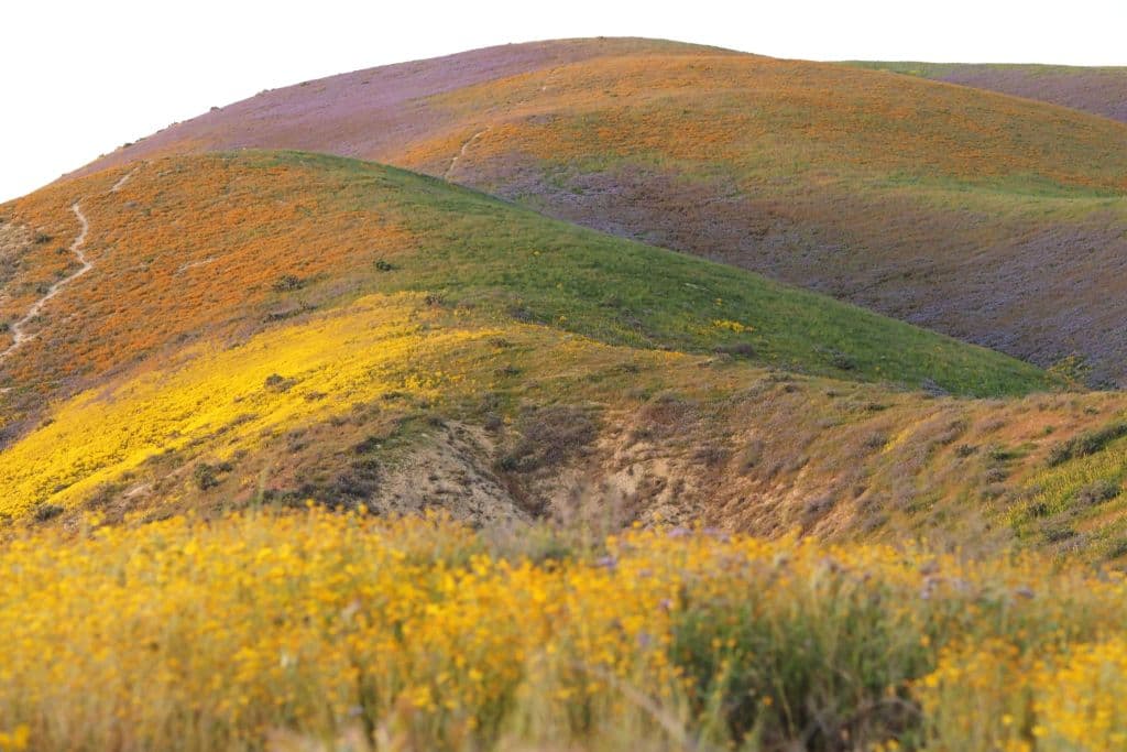 Si te animas a visitarlo, no olvides compartir tus fotos en nuestra redes sociales @Univision34 en Facebook @Univision34 e Instagram .