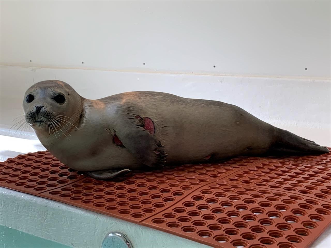 En Belmar, condado de Monmouth, se encontró una foca gris de bajo peso el 11 de febrero con heridas en la aleta delantera izquierda. El cachorro era demasiado pequeño para haber aprendido a comer por sí mismo, por lo que está siendo rehabilitado y se le ha dado la oportunidad de aprender a cuidarse a sí mismo.