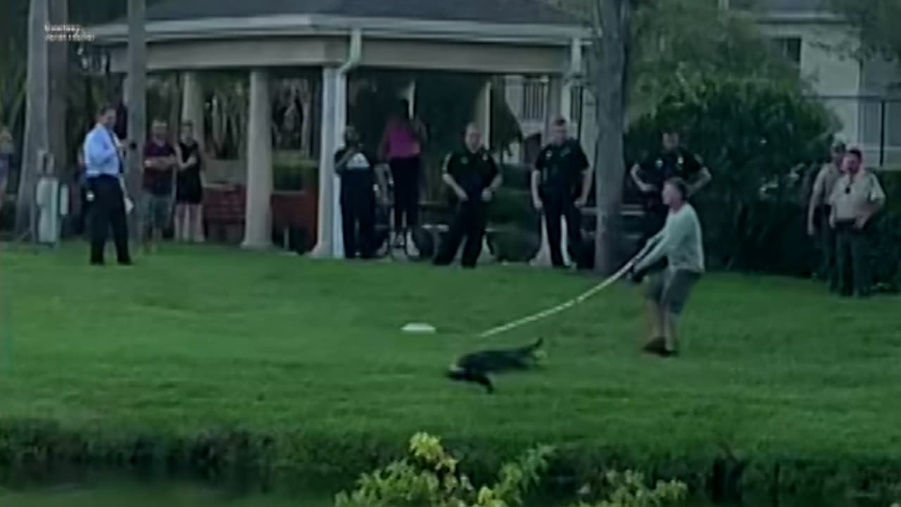 Un cocodrilo de siete pies de largo ataca a una mujer mientras paseaba a su perro en Florida