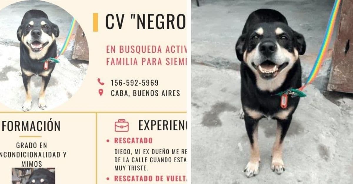 Crean CV a un perrito huérfano: su dueño murió y buscan encontrarle un nuevo hogar