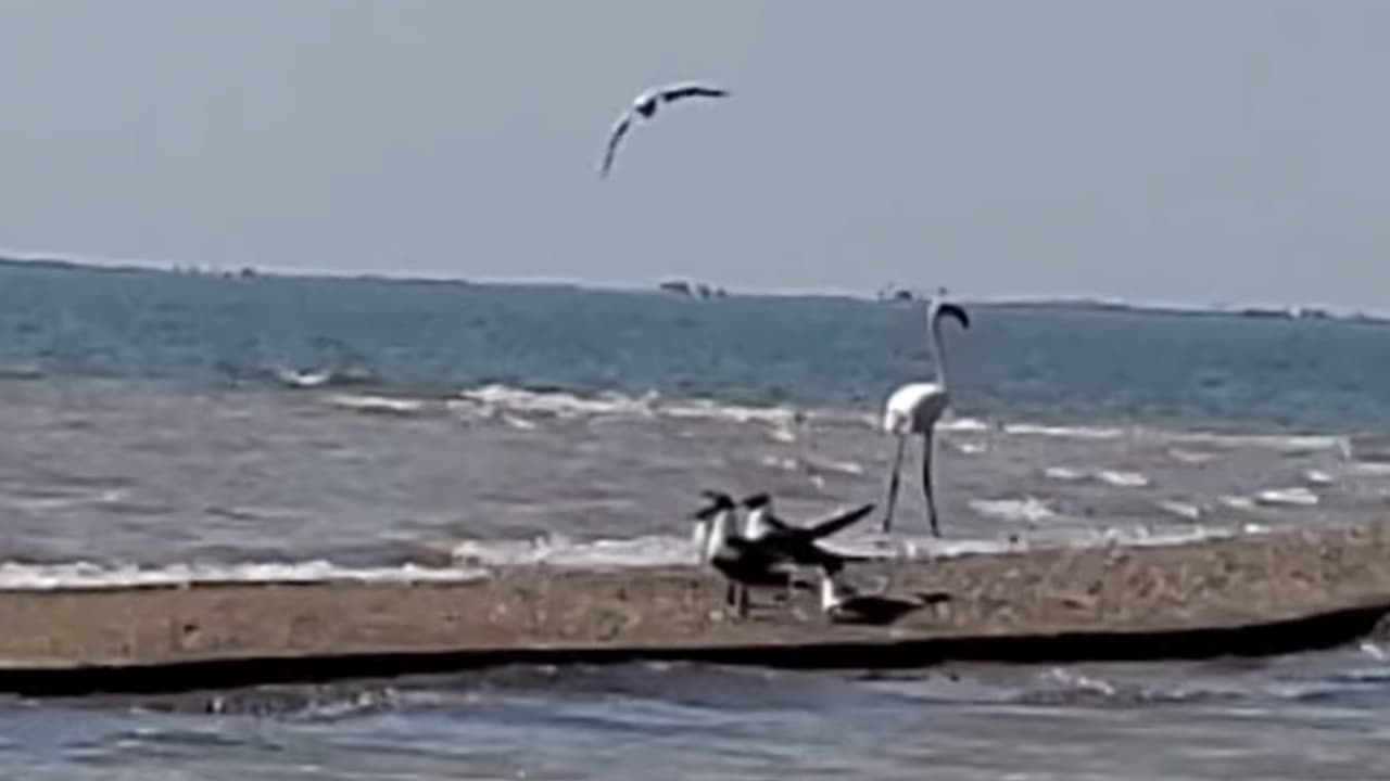 Las imágenes fueron captadas a principios del mes de marzo, señala el Departamento de Parques y Vida Silvestre de Texas (TPWD) en una publicación de Facebook, dándole crédito a David Foreman.