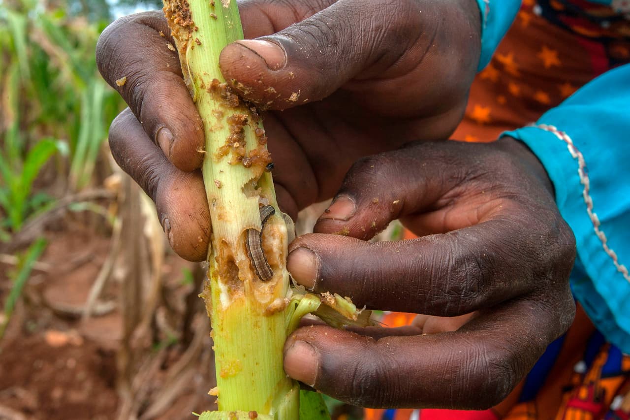 Algunos usuarios de redes sociales de Univision 23 que han batallado con la plaga también 
<b>ofrecieron sus remedios caseros: </b>
<br>
<br>-La usuaria Tejada Sprnz dijo que usa sal. Elizabeth Luna ha usado agua y jabón en polvo. Nineth de Pereda deja que sus pollitos se alimenten de ellos. Mayte asegura que sus gallinas han sido el santo remedio.
<br>