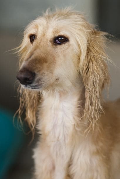 Es importante que veas primero si el refugio es confiable y sin fines de lucro, para garantizar que tu perrito este sano, esto es por bien de los perritos y de tu seguridad.