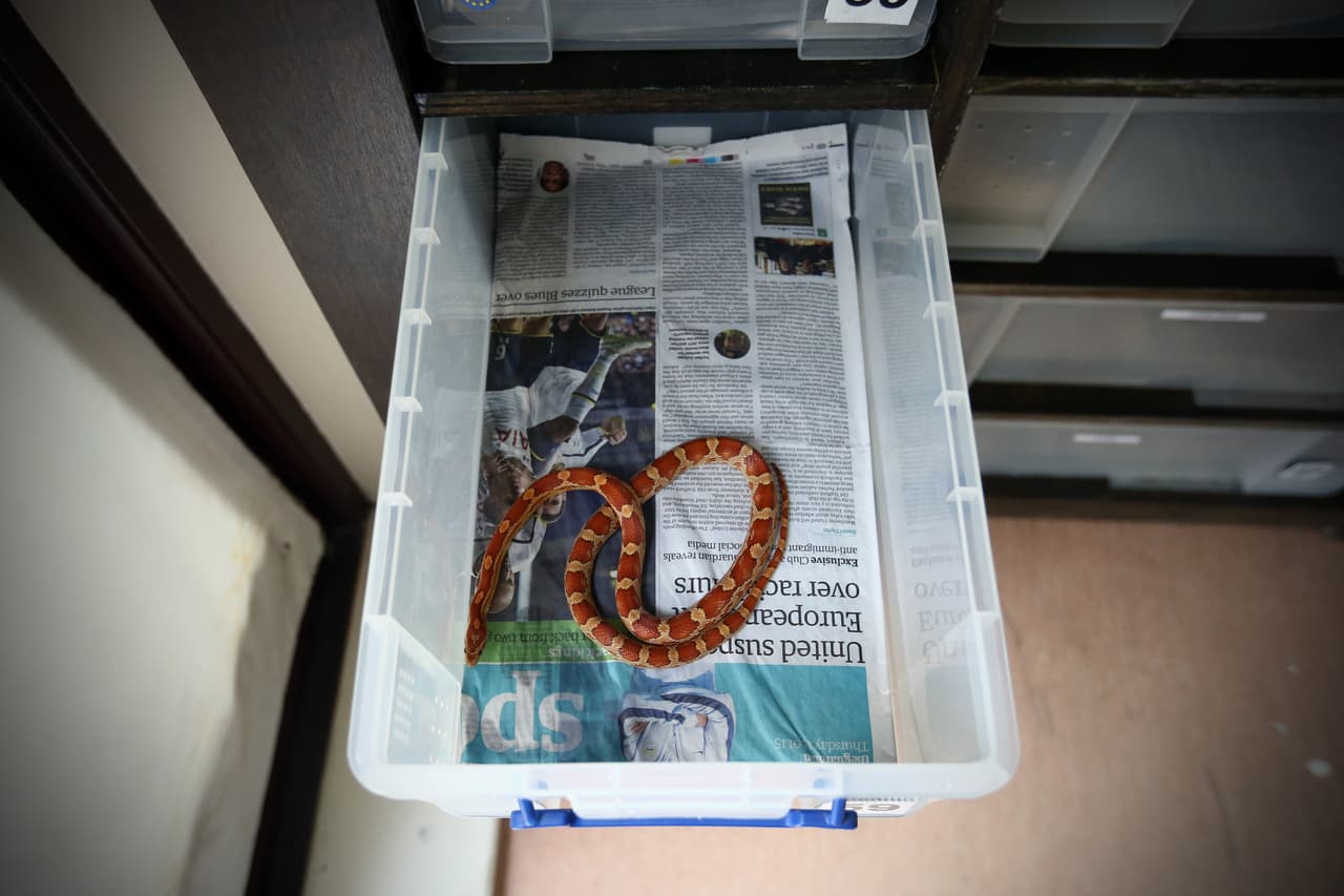 Gracias a las llamadas, ellos actúan y evitan que los animales sean torturados.