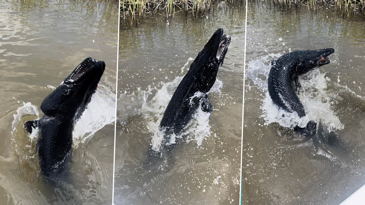 Un pescador de Texas tuvo un encuentro cercano con una 
<b><a href="https://www.univision.com/local/houston-kxln/pescador-encuentra-mega-pejelagarto-negro-pantano-texas" target="_blank">rara especie de pez</a></b> que parece de otro planeta. 
<b>¿Crees que se trata de un extraterrestre marino?</b> Esto dicen las autoridades.