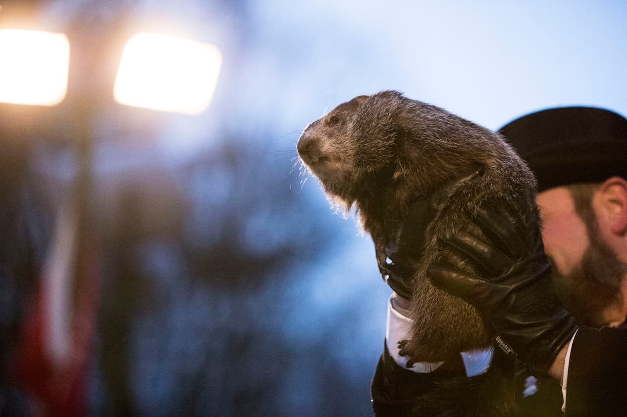 La marmota ha hablado y lo hizo justo en medio de una densa nevada. Habrá seis semanas más de invierno según Punxsutawney Phil, siguiendo la tradición del Día de la Marmota.