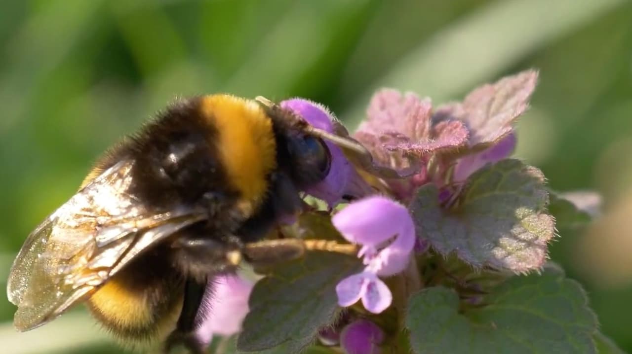 Carolina del Norte, entre los peores estados en protección de vida silvestre