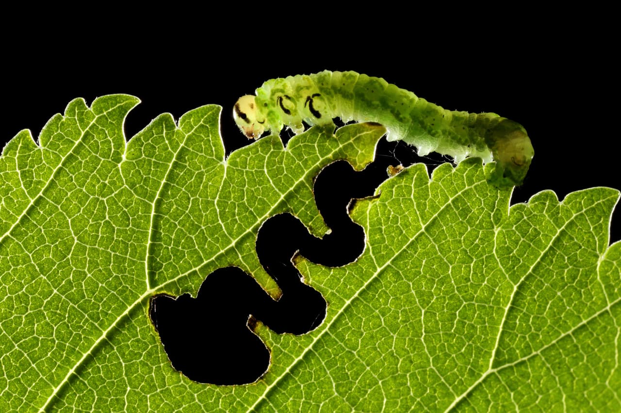 <b>‘Carretera verde’</b>, finalista en la categoría ‘primer plano de la naturaleza’. Fue tomada en Fornoli, Italia. 
<a href="https://www.univision.com/noticias/salud/las-razones-del-nombre-del-coronavirus-7-impresionantes-imagenes-que-te-lo-explican-fotos"><u>Vea aquí las impresionantes imágenes que explican el origen del nombre "coronavirus"</u></a>