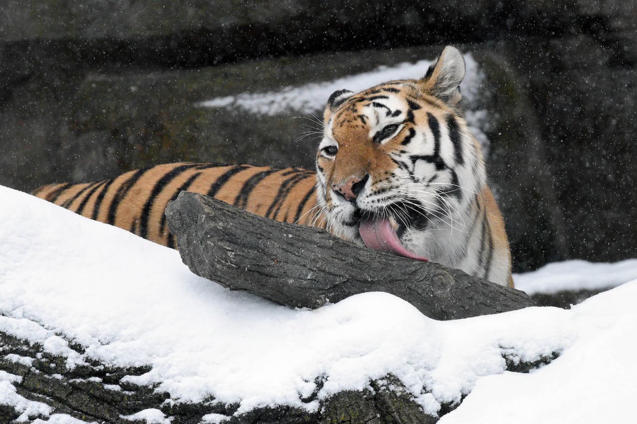 En fotos: Animales de Brookfield Zoo disfrutan la nevada de Chicago