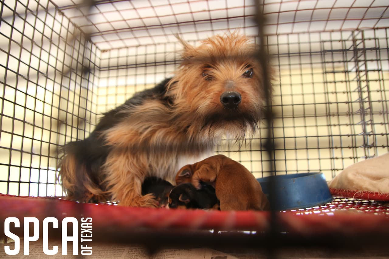 Algunos perros merodeaban la casa en la que abundaban las heces y la orina, según la SPCA de Texas.