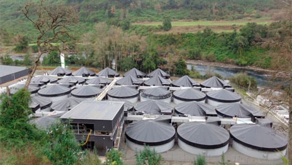 La razón por la que crianza de salmones es una grave amenaza para los ríos de Chile