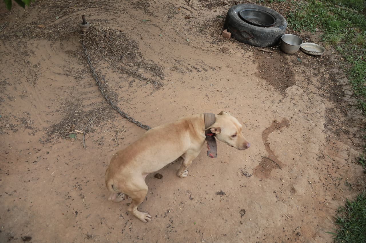 Para ellos es importante el pedigrí: un registro de las peleas que ha ganado el can, su línea de sangre que se remonta a varias generaciones y datos de las peleas en las que participó su ascendencia.