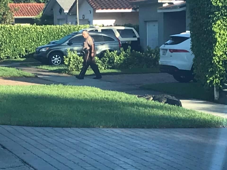 El Departamento de Fauna y Vida Salvaje de Florida tiene como meta asegurar las zonas residenciales y desarrolladas de la presencia de cocodrilos, mientras que conserva la especie en áreas donde están en su habitat natural.
<br>