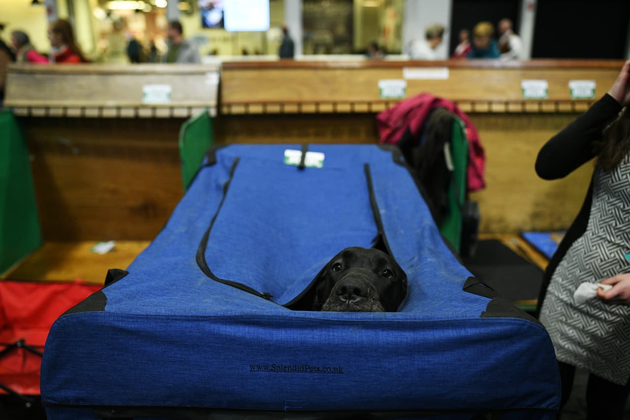 Por esto, expertos en el cuidado de animales recomiendan que esa noche llevemos a nuestras mascotas a una habitación aparte, donde se sientan seguros, y ponerle música a alto volumen. En varias aplicaciones y sitios web como YouTube se encuentran listas especiales con música que los calma.
<br>