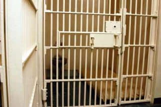 Descubren a un prisionero "cocinado" en una celda de Nueva York