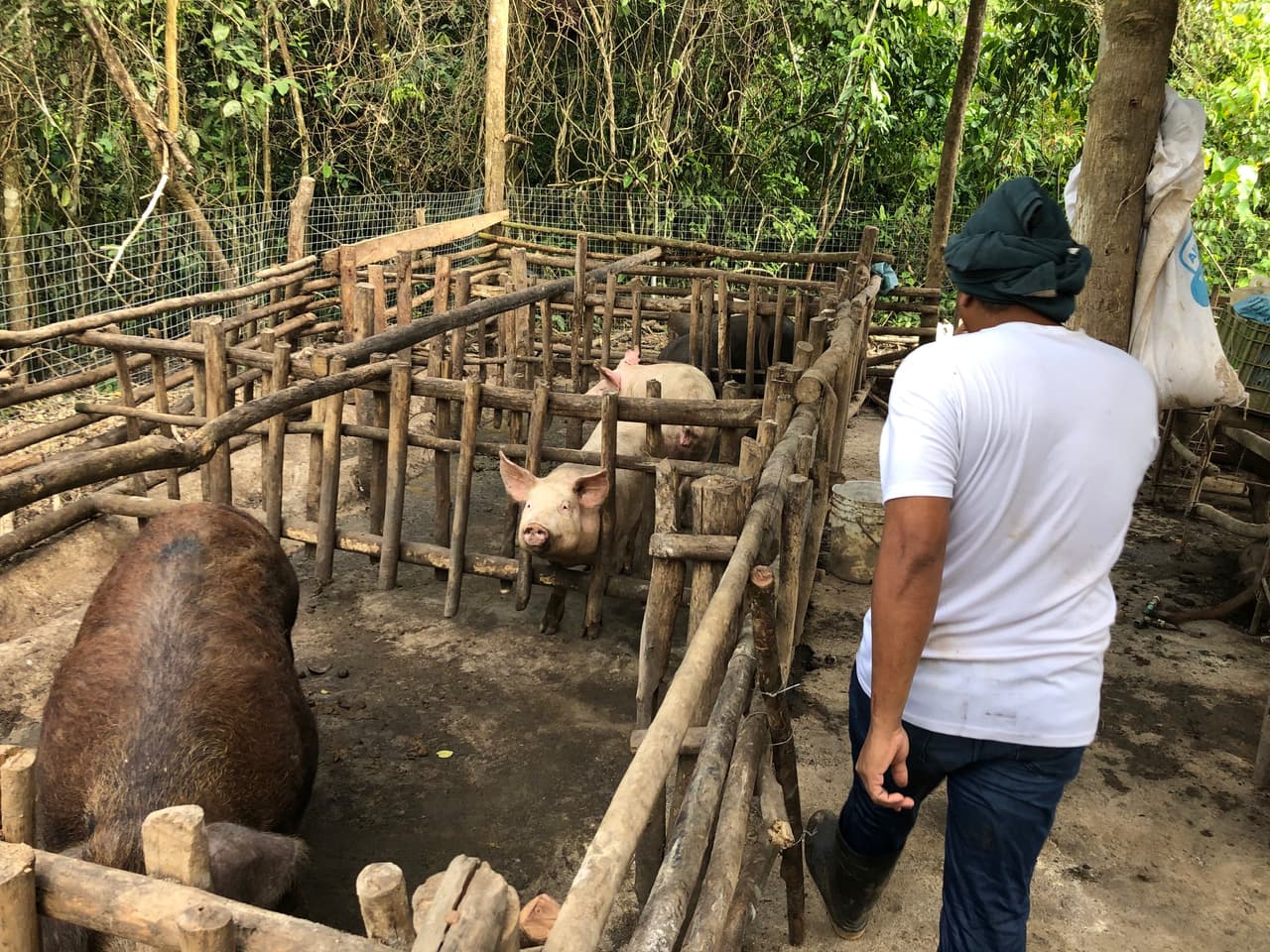 La pequeña granja en la que varios refugiados nicaragüenses crían animales para sobrevivir.