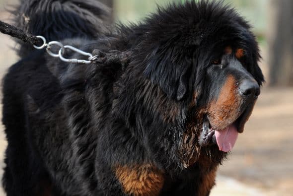 Mientras que por las noches eran los encargados de vigilar que ningún extraño se acercara demasiado.