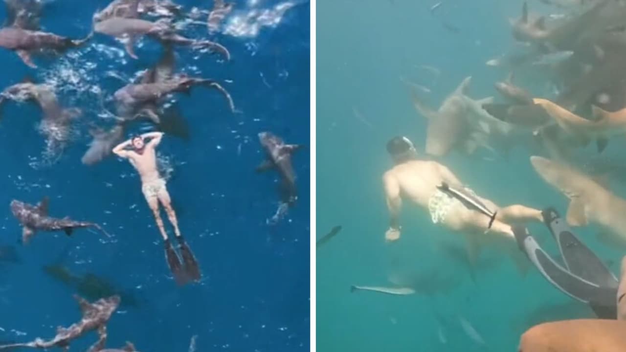 El afectado reveló por qué lo mordió el tiburón