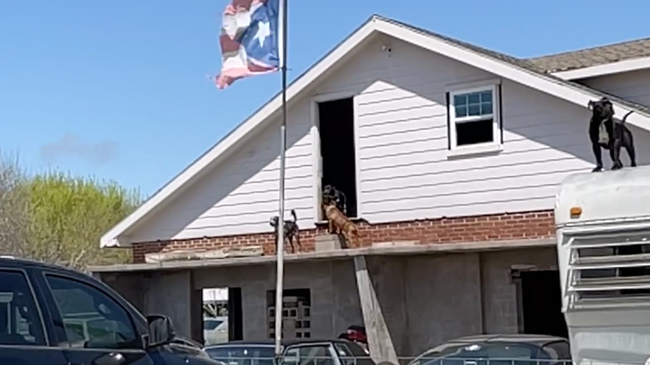 La oficina del sheriff del condado Galveston emitió órdenes de arresto a los propietarios de las casas y los animales fueron retirados y atendidos.