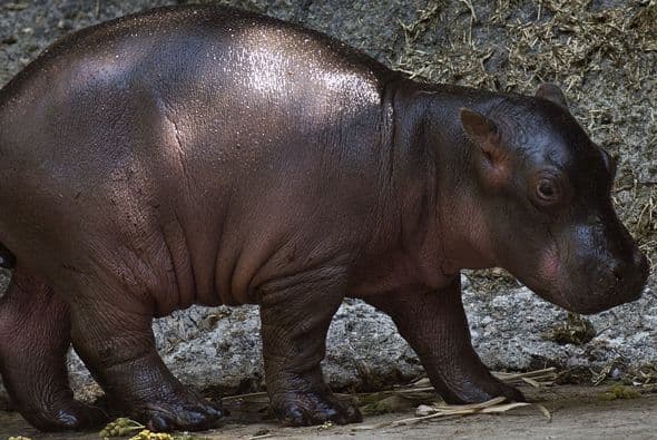 Y la última opción es Mabbina, que es 'felicidad', en la misma lengua.