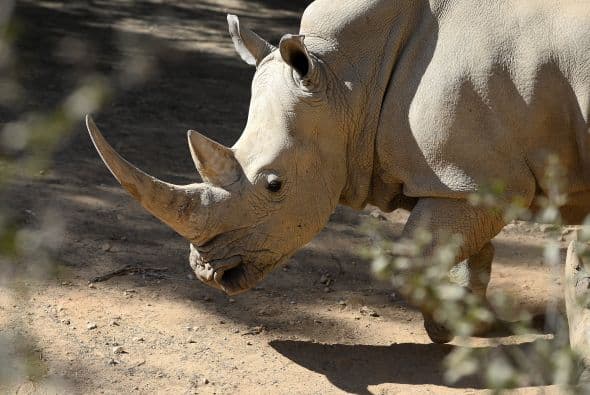 El rinoceronte es un animal muy noble y tranquilo, no le teme a ningún animal por la resistencia de su cuerpo, casi nada puede atravesar su piel, pero es delicado al sol y a los insectos, el bello rinoceronte se alimenta de hierbas lo que lo hace inofensivo, lamentablemente muchas personas no valoran a los animales, gracias a esto estamos a punto de perder a esta bella especie.