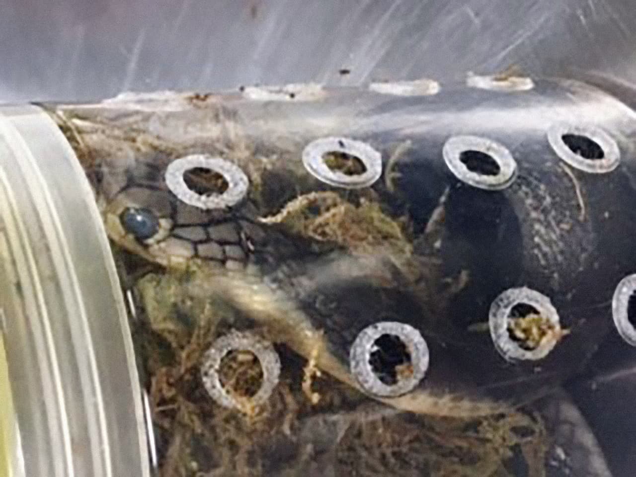 Aduana encuentra una caja con serpientes vivas que fue enviada de Hong Kong a Nueva York