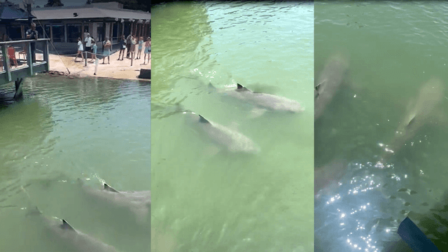 Captan a varios tiburones nadando cerca de restaurante de mariscos 