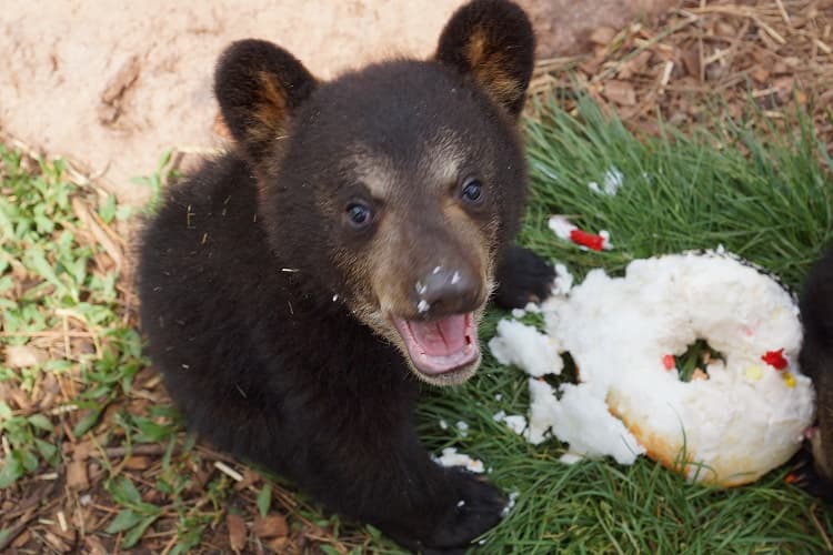 Desde ese entonces se ha convertido en una de las más conocidas atracciones de Arizona.