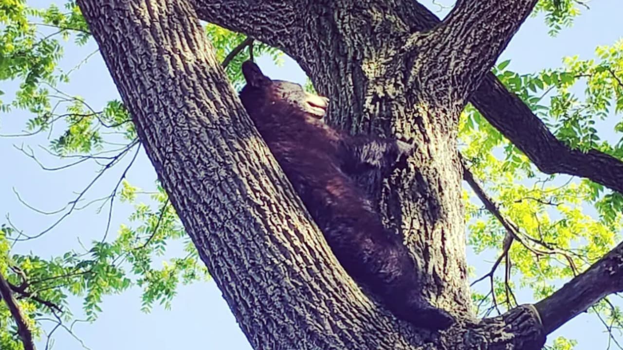 Un oso "bebé" se aparece en el patio de una familia de Nueva Jersey