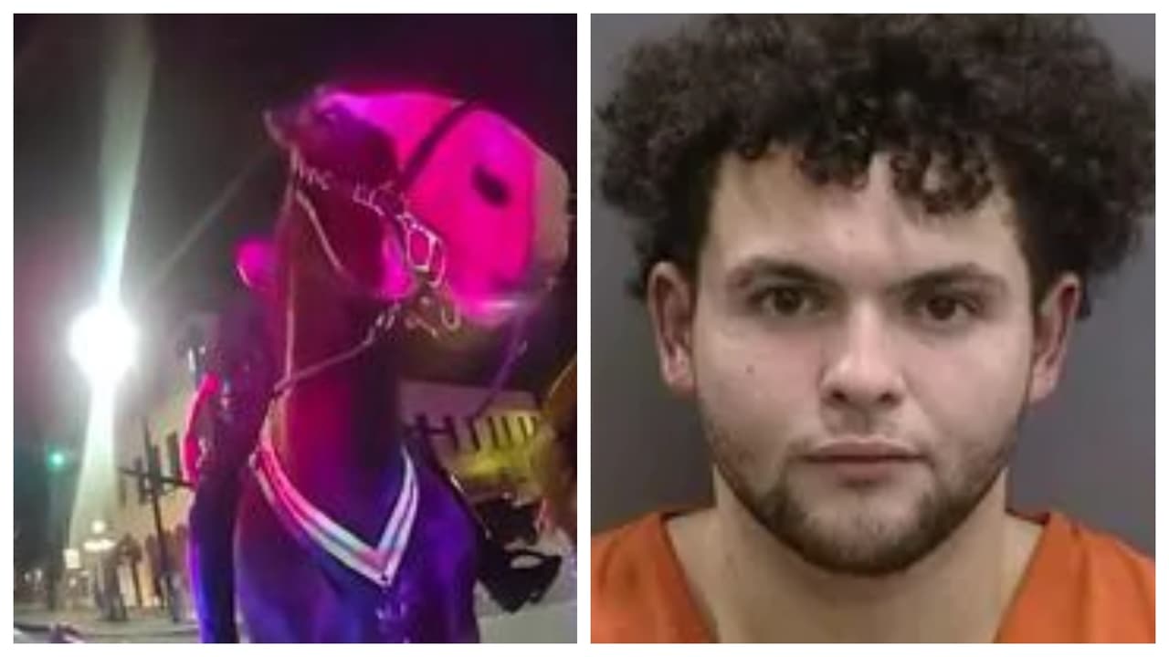 Joven golpea a un caballo policía en Tampa y termina arrestado, esto fue lo que pasó